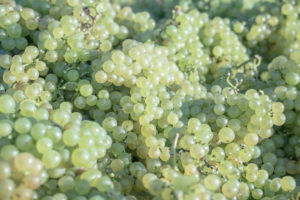Ducret_vins (46)